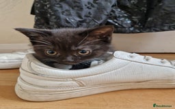 British Shorthair cats for sale: British Short-hair Kittens - Image 2