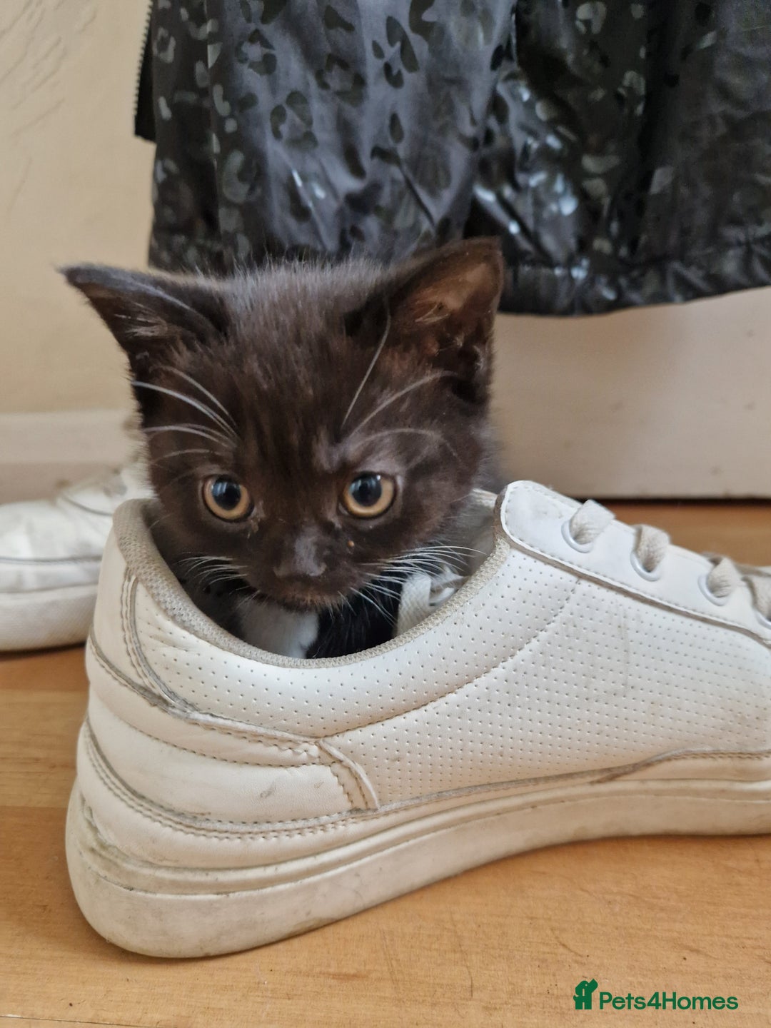 British Shorthair cats for sale: British Short-hair Kittens - Image 2