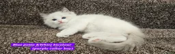 Ragdoll cats for sale: Stunning Ragdoll Kittens – Boys Only (TICA) - Advert 4