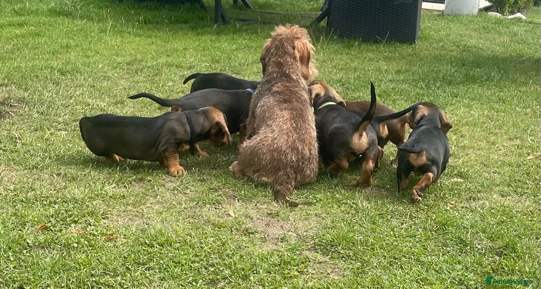Dachshund dogs for sale: KC Standard Wire Haired Dachshund - Image 2