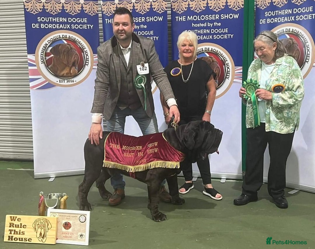 Neapolitan Mastiff dogs for sale: Makaevo Puppies - Advert 6