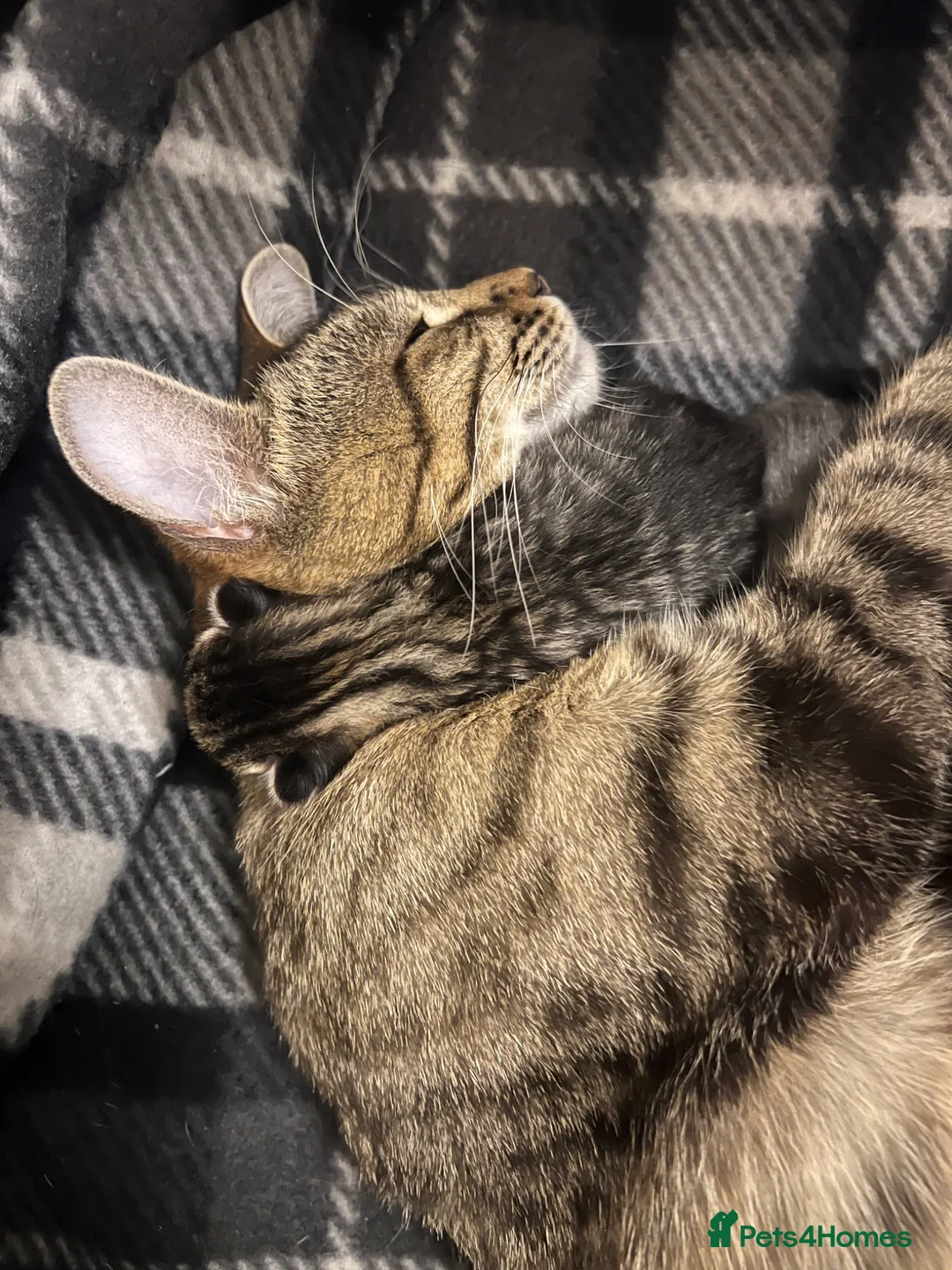 Mixed Breed cats for sale: Mixed bengal kittens  in Manchester - Advert 7