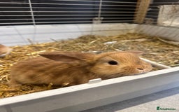 Mini Lop rabbits for sale: Mini lop babies for sale. Ready October 18th - Image 28