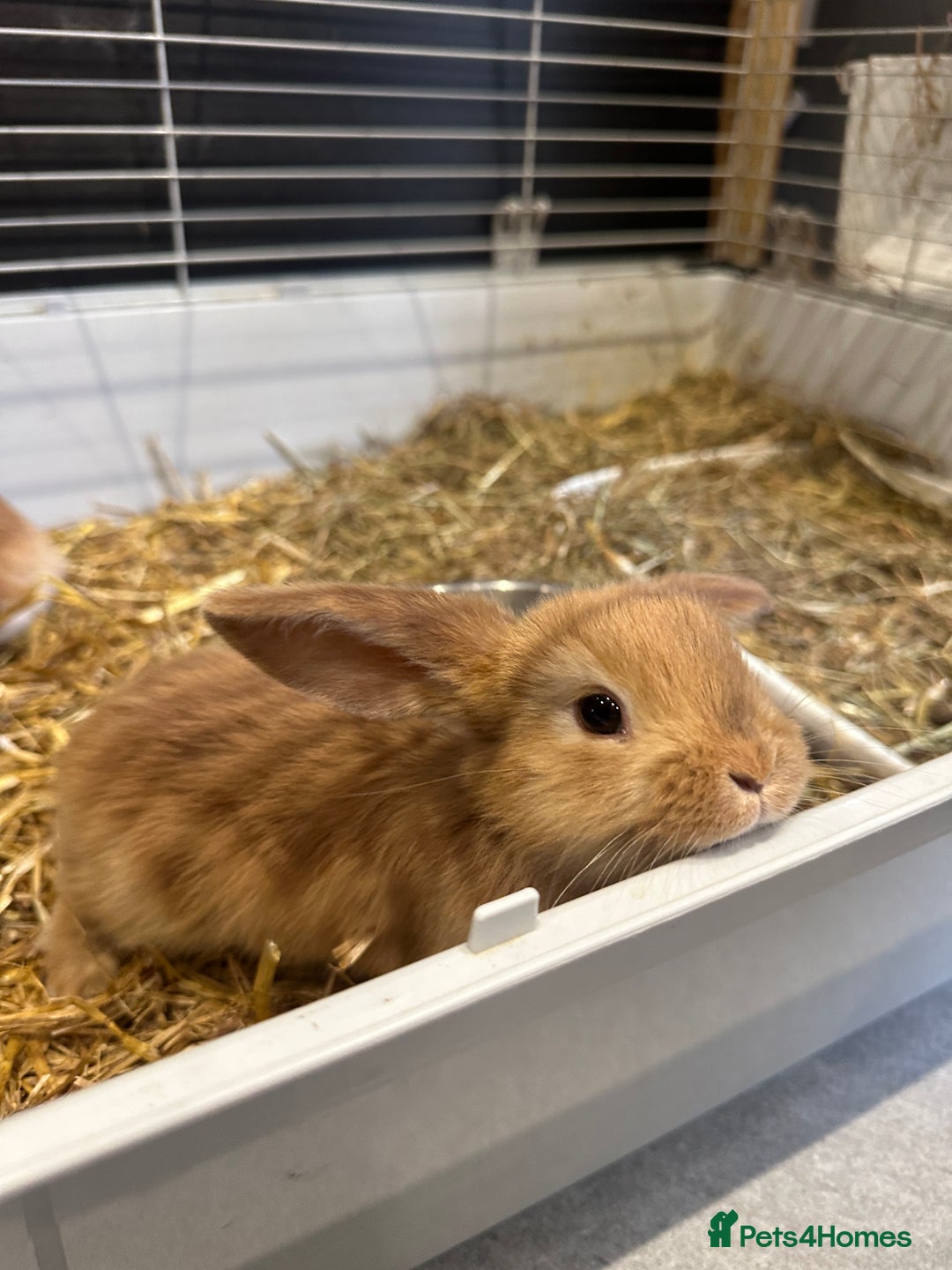 Mini Lop rabbits for sale: Mini lop babies for sale. Ready October 18th - Image 28
