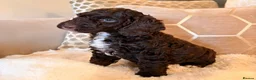 Labradoodle dogs for sale: ** RARE CHOC-PHANTOM MERLE/PARTI F1B LABRADOODLES - Advert 4