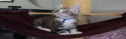 Maine Coon cats for sale: 6 pedigree Mainecoon kittens  - Advert 14
