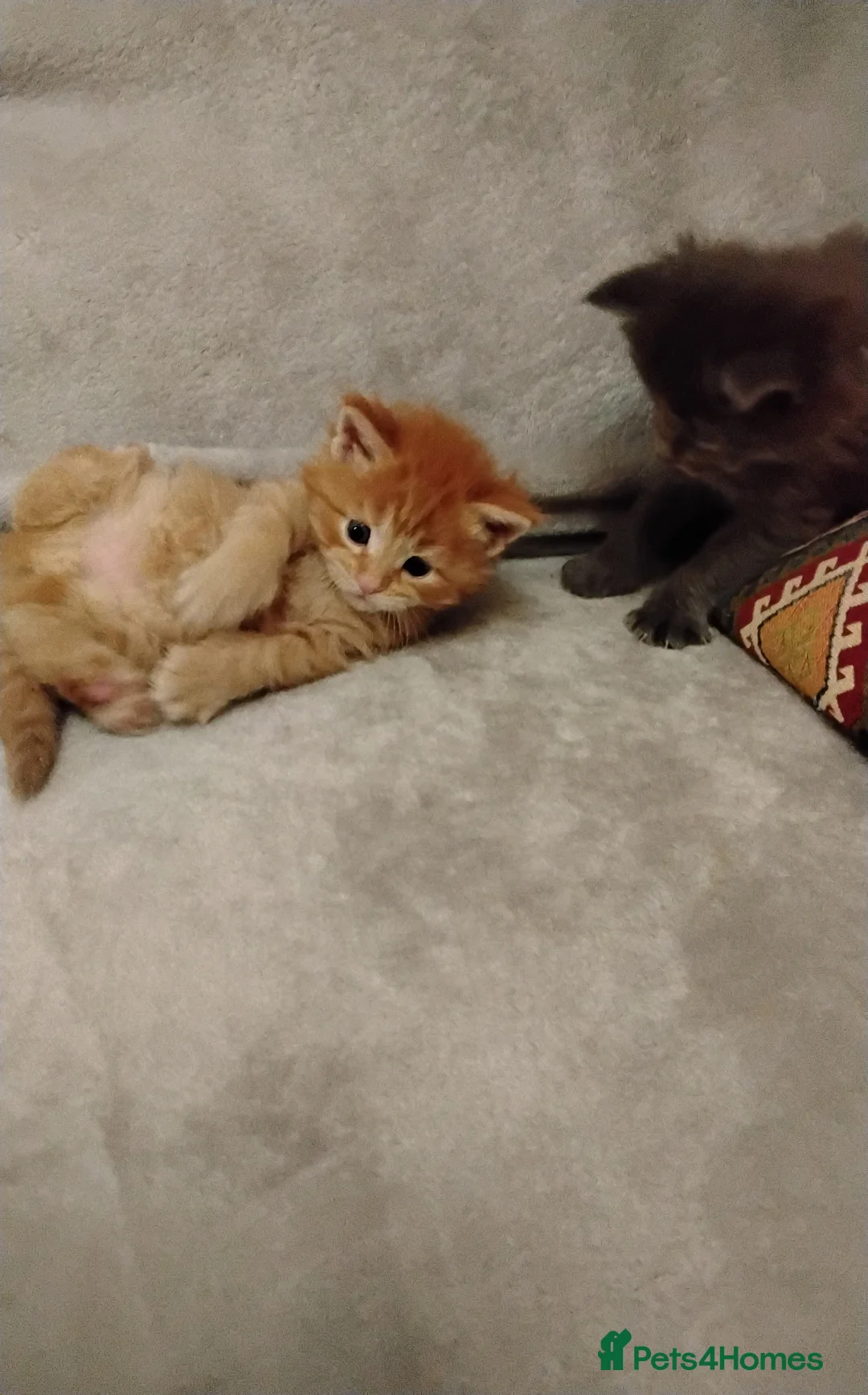 Maine Coon cats for sale: Exceptional Maine Coon kittens available - Advert 1