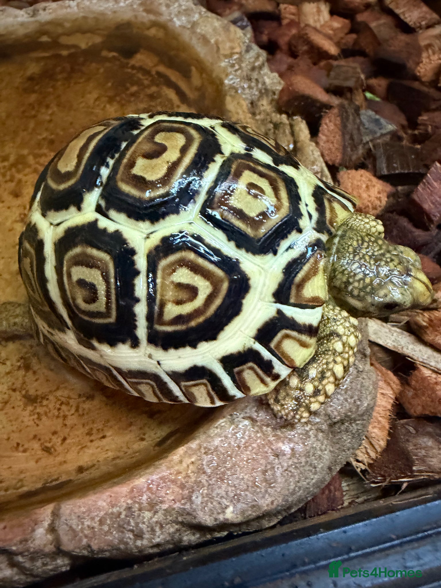 Tortoise reptiles Leopard Tortoses- Stunning RARE High White Babies - Advert 1