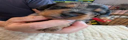 Mixed Breed dogs for sale: MERLE DORKIE - Advert 14