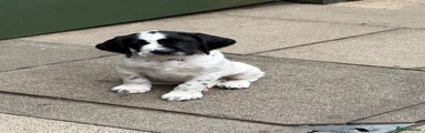 German wire hair pointer