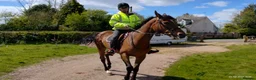 English Thoroughbred horses for sale: 16.2 thoroughbred gelding in Ellesmere - Advert 2