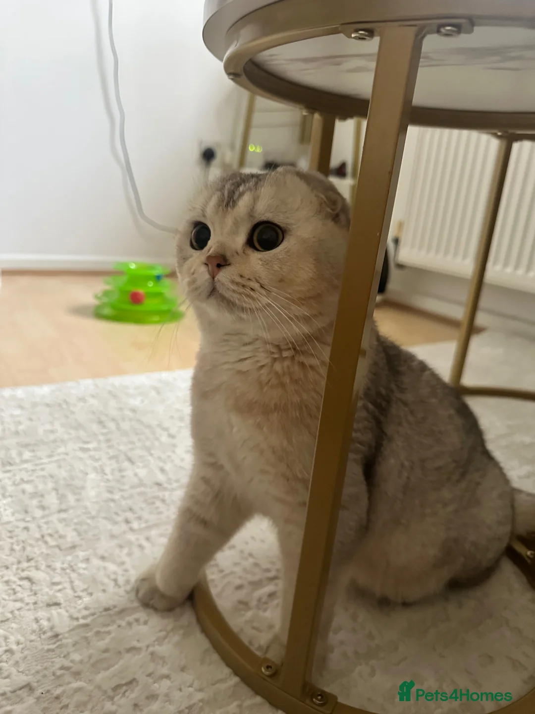 Scottish Fold cats for sale: British Shorthair x Scottish Fold Kittens  - Advert 2