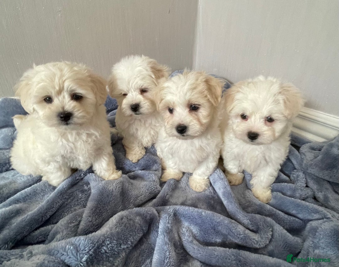 Maltipoo dogs for sale: 🐾 maltipoo puppy’s 🐾 - Image 5