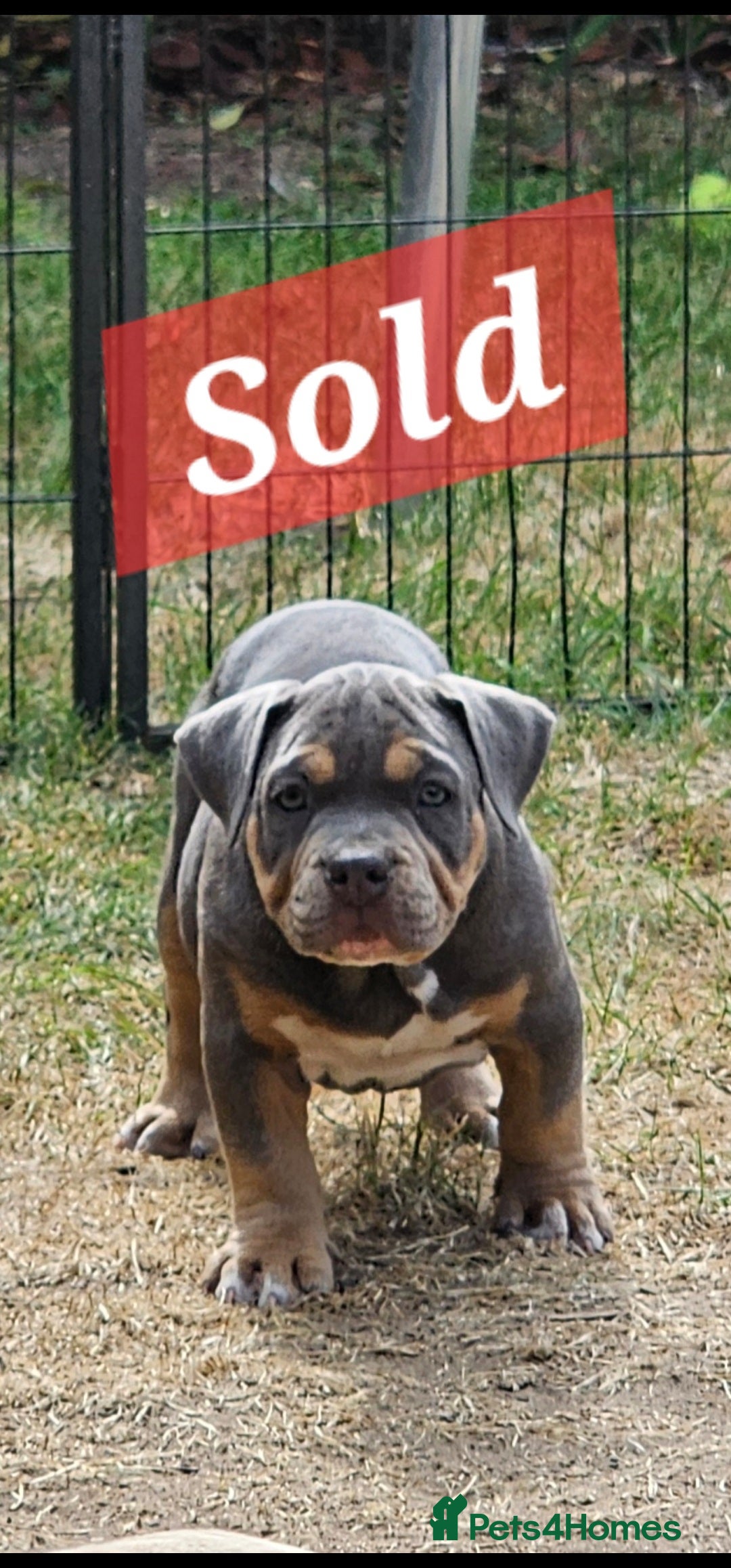 American Bully dogs Cowboyline pocket bullies (11 weeks old) - Advert 2