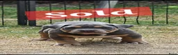 American Bully dogs for sale: Cowboyline pocket bullies (11 weeks old) - Advert 2