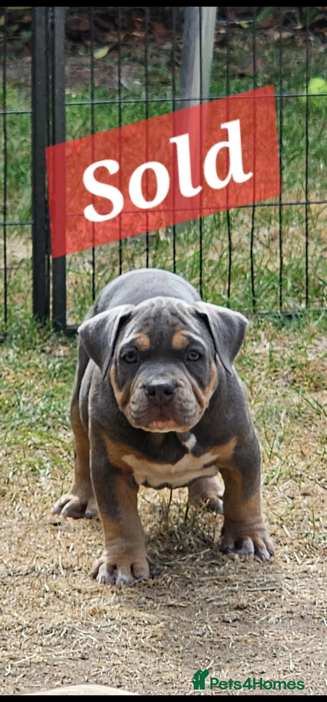 American Bully dogs for sale: Cowboyline pocket bullies (11 weeks old) - Advert 2