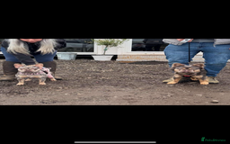 French Bulldog dogs for sale: Lilac tri Merle female fluffy carrier kc reg - Image 3