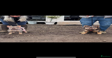 French Bulldog dogs - Advert 10