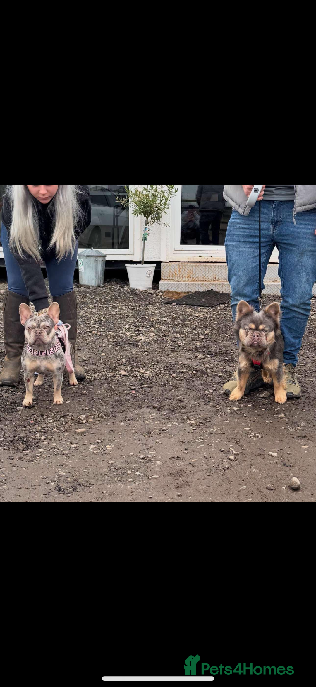 French Bulldog dogs for sale: Lilac tri Merle female fluffy carrier kc reg - Image 3