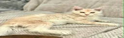 Maine Coon cats for sale: ⚜️ championline maine coon kittens ⚜️ polydactyl - Advert 13