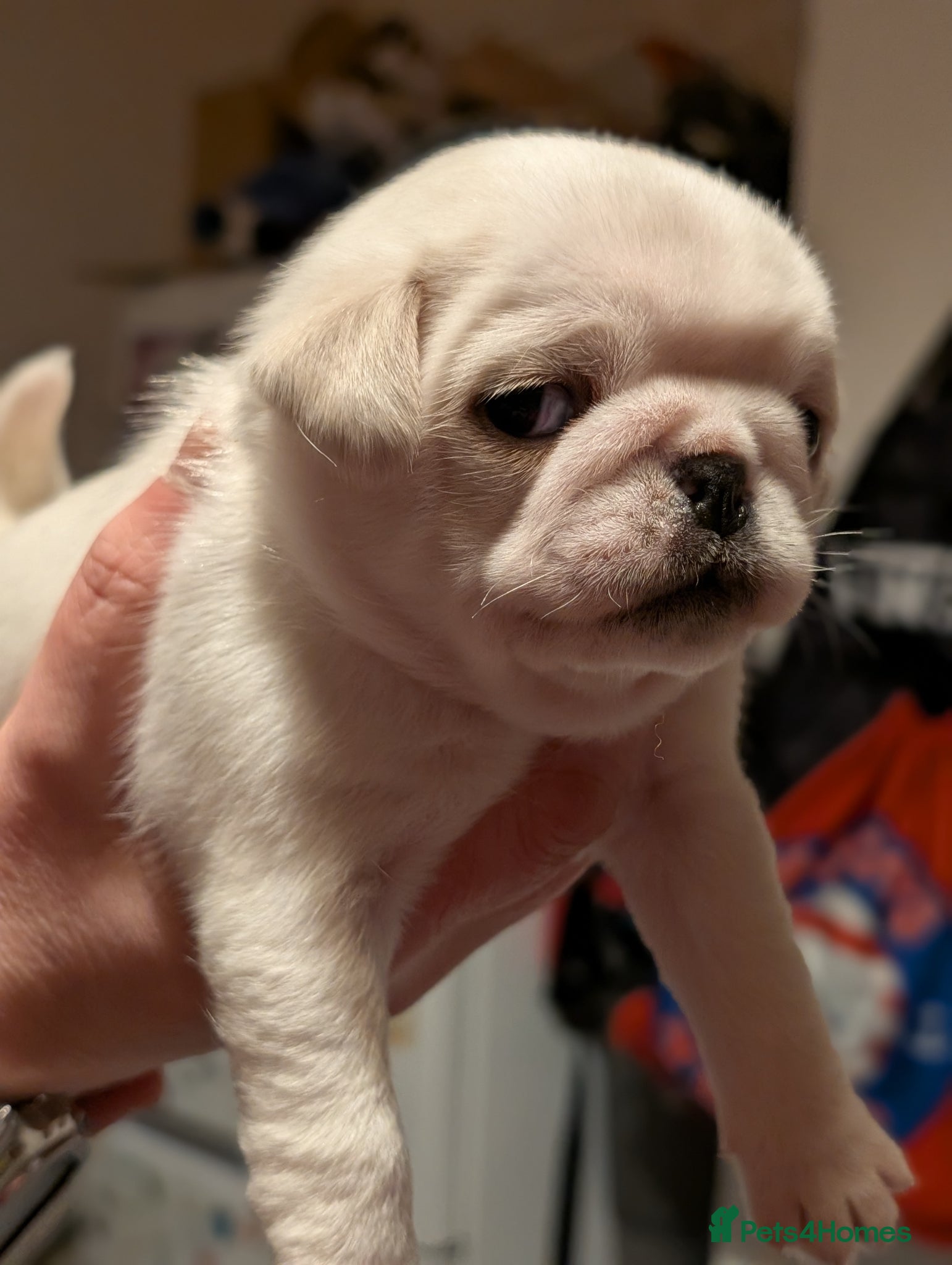 Pug dogs A beautiful litter of pugs pure white & jet Black  - Advert 1