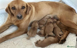 Labrador Retriever dogs for sale: Stunning Fox red Labrador pups - Image 4
