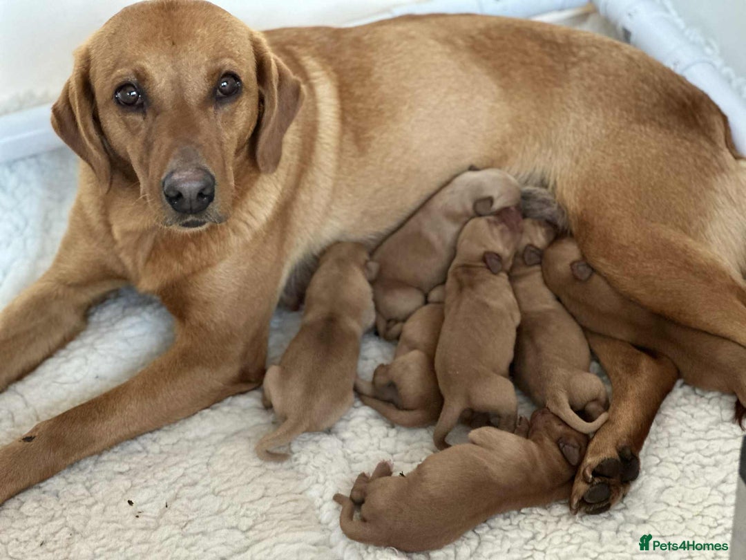 Labrador Retriever dogs for sale: Stunning Fox red Labrador pups - Image 4