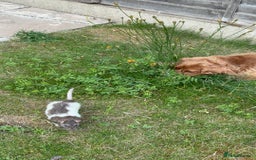 Rat rodents for sale: Pumpkin  - Image 3