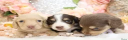 Miniature Dachshund dogs for sale: KC Longhair Miniature Dachshund Puppies in Wisbech - Advert 8