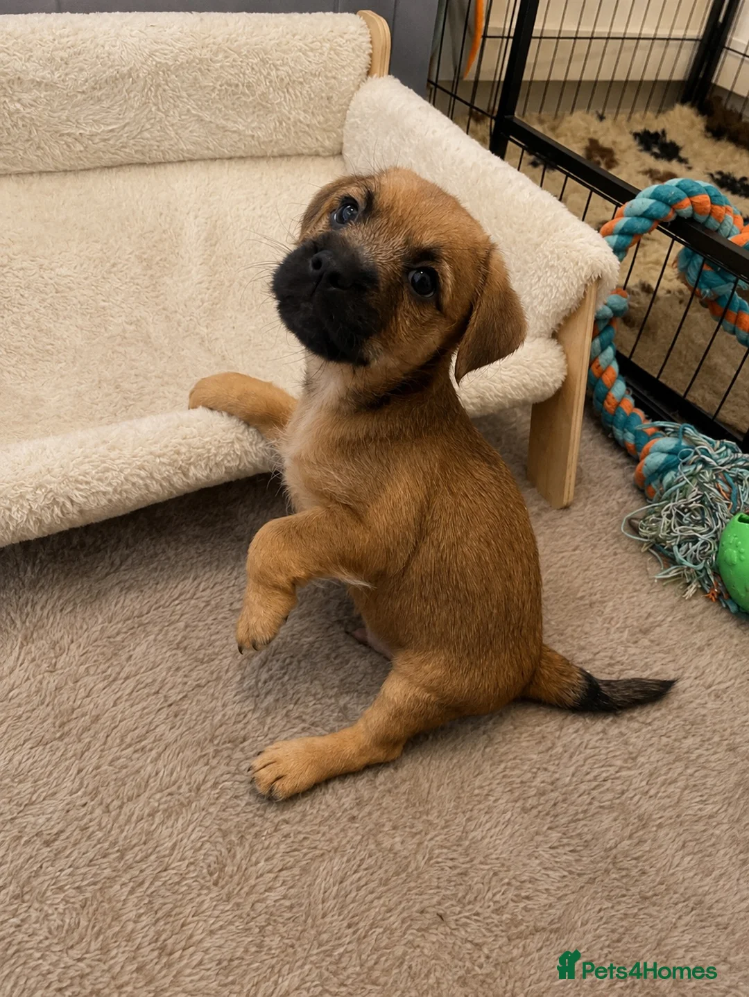 Mixed Breed dogs for sale: Last male Border/Cairn Terriers - Advert 1