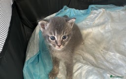 Mixed Breed cats for sale: Maine coon x Scottish fold kittens - Image 1