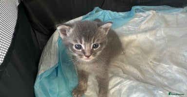 Mixed Breed cats - Advert 13