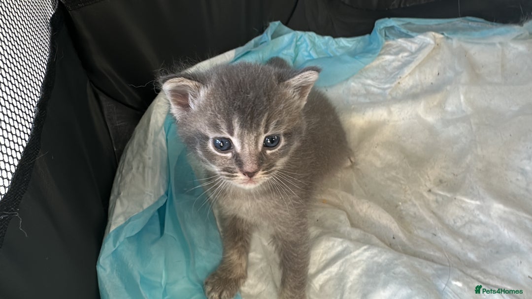 Mixed Breed cats for sale: Maine coon x Scottish fold kittens - Image 1
