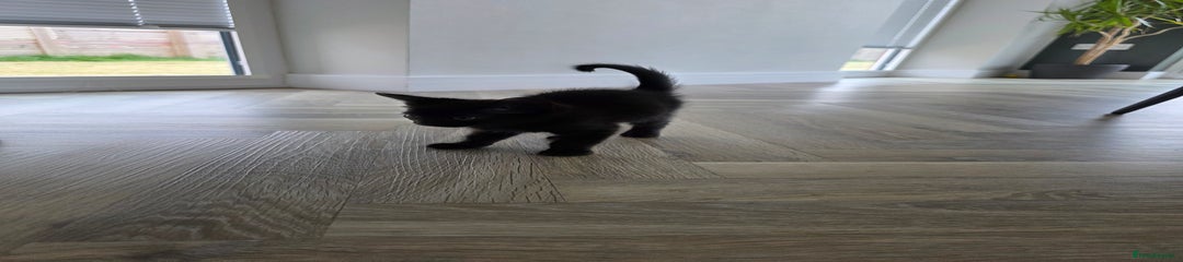 Mixed Breed Kitten 2