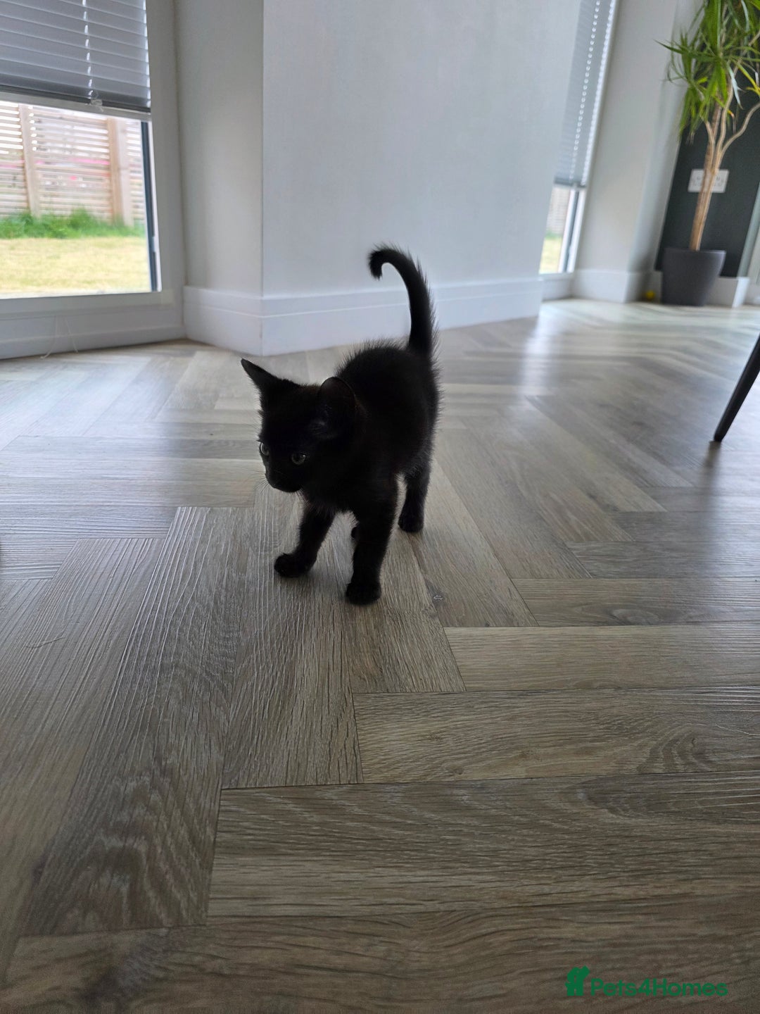 Mixed Breed cats for sale: 5 Beautiful Kittens - Image 8