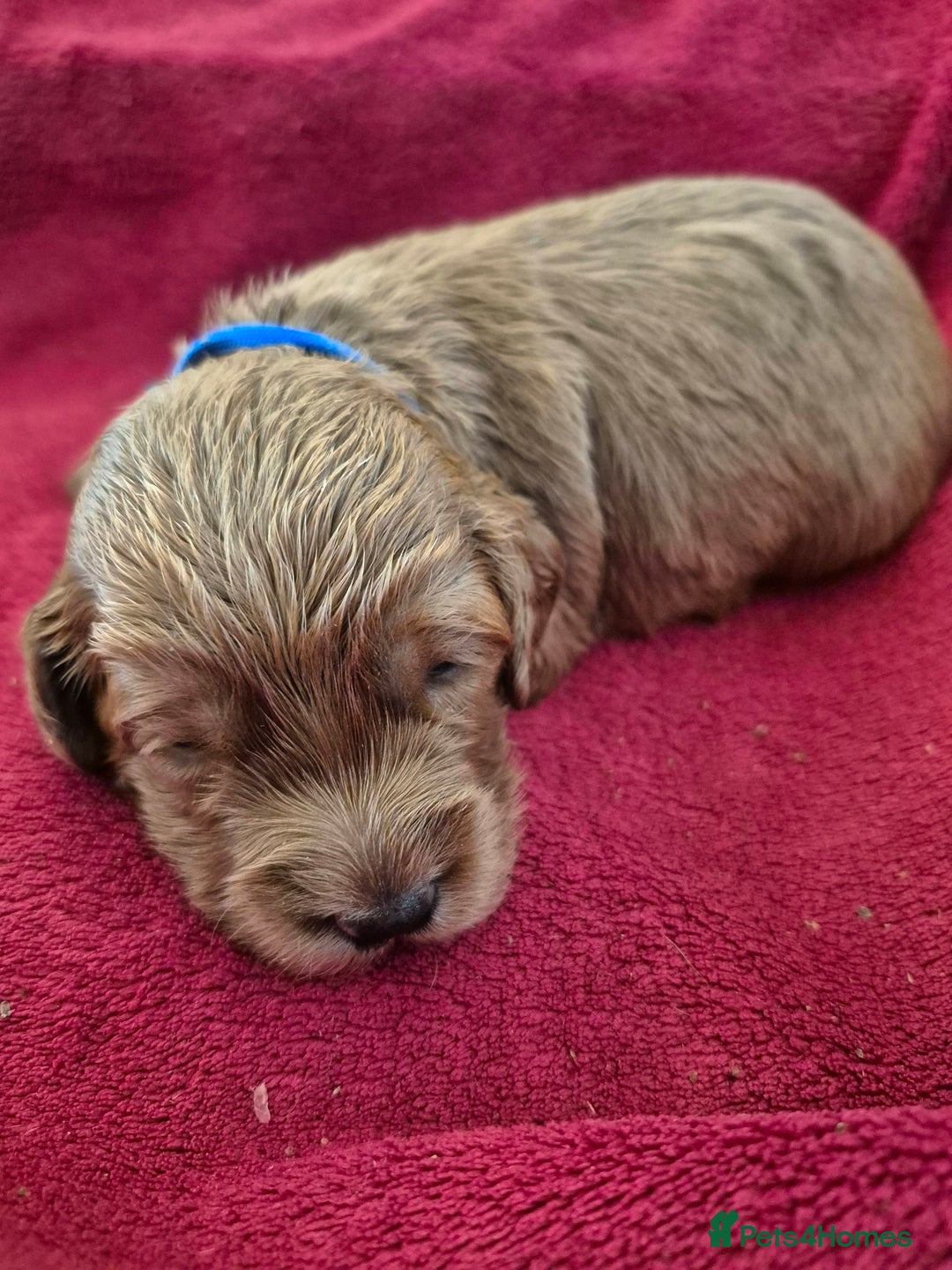 Cockapoo dogs for sale: F1 Cockapoo puppys - Advert 2