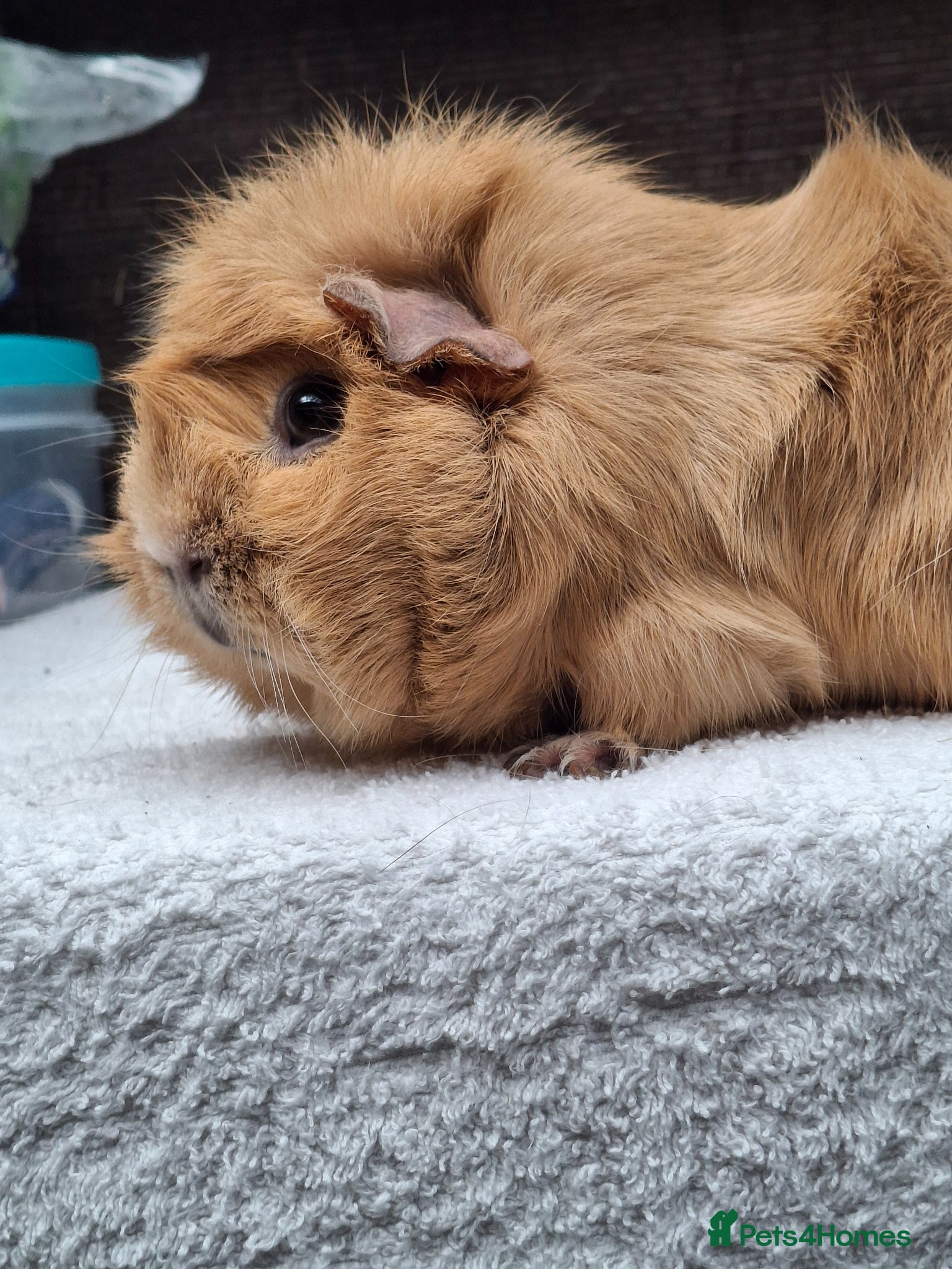 Guinea Pig rodents Adult Female Guineapig  - Advert 14