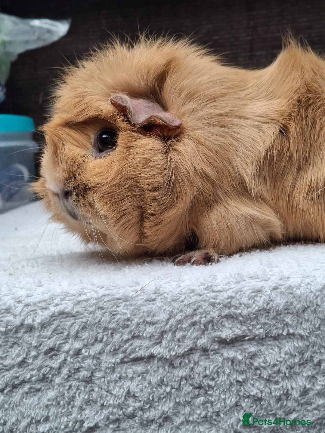 Guinea Pig rodents for sale: Adult Female Guineapig  - Advert 2