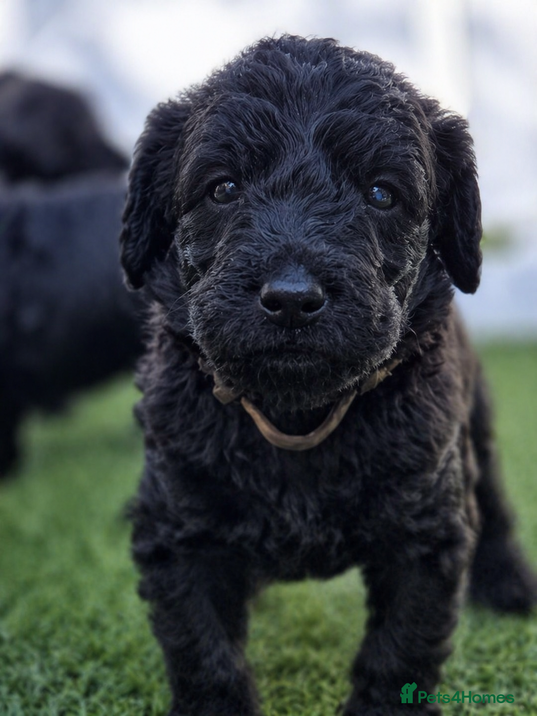 Labradoodle dogs Black Multigen Labradoodle Puppy health checked - Advert 2