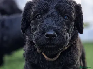 Labradoodle dogs Black Multigen Labradoodle Puppy health checked - Advert 2