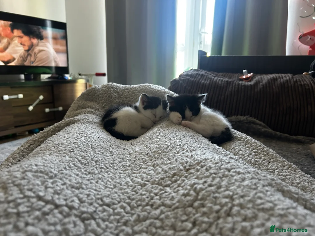 Mixed Breed cats for sale: Two male kittens  - Advert 12