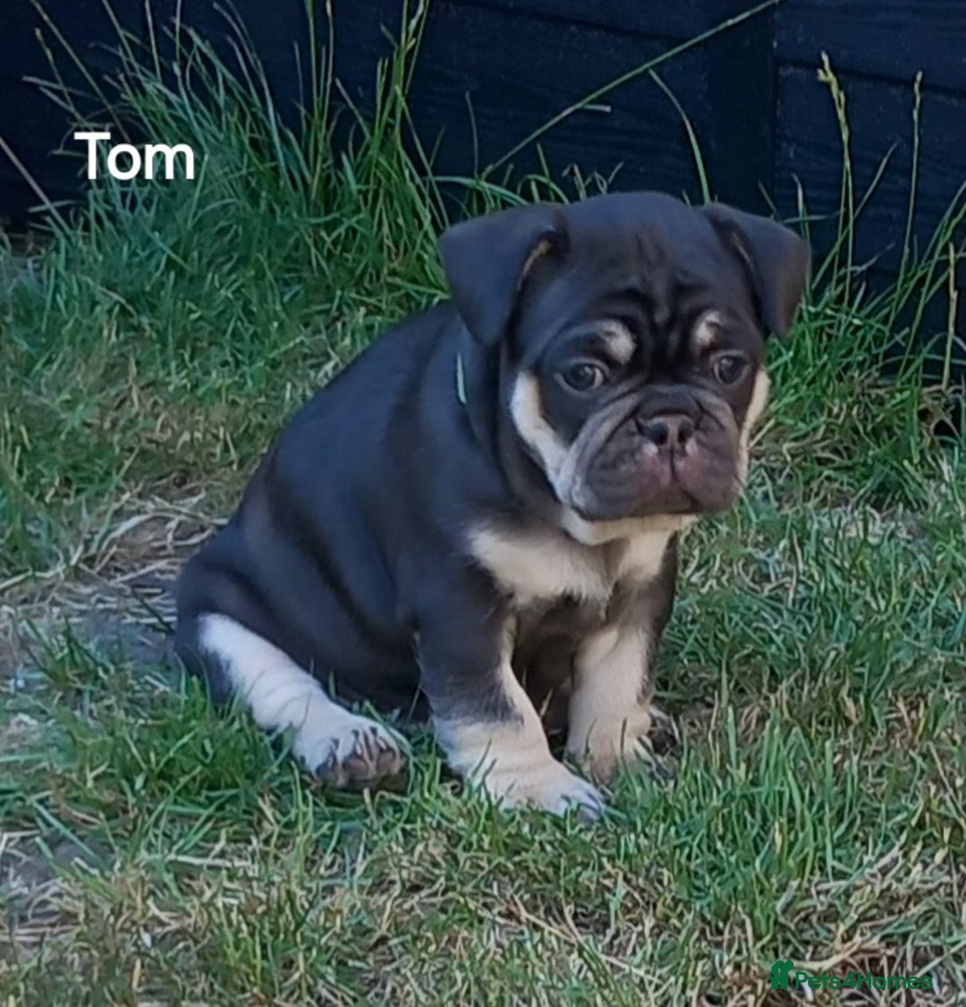 French Bulldog dogs for sale: French Bulldog pups - Image 4