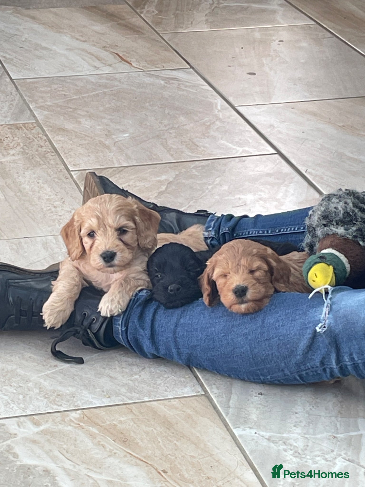 Cockapoo dogs F1 Cockapoo  - Advert 16