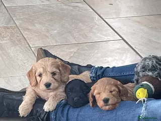 Cockapoo dogs F1 Cockapoo - Advert 16