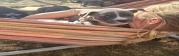 Staffordshire Bull Terrier dogs for sale: Blue Staffordshire bull terrier puppies 🐶🐕🐾 - Advert 2