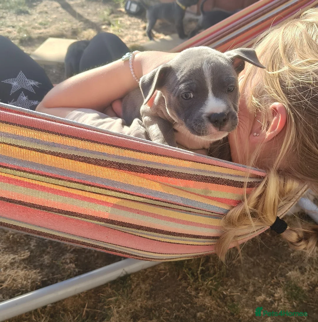Staffordshire Bull Terrier dogs for sale: Blue Staffordshire bull terrier puppies 🐶🐕🐾 - Advert 2
