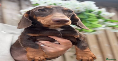 Miniature Dachshund dogs - Advert 4