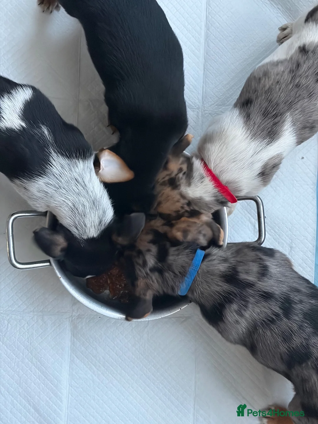 Jack Russell dogs for sale: Jack Russell puppies - Advert 2