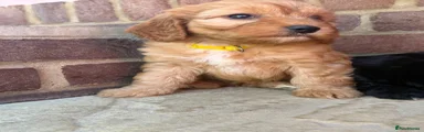 Cockapoo 1