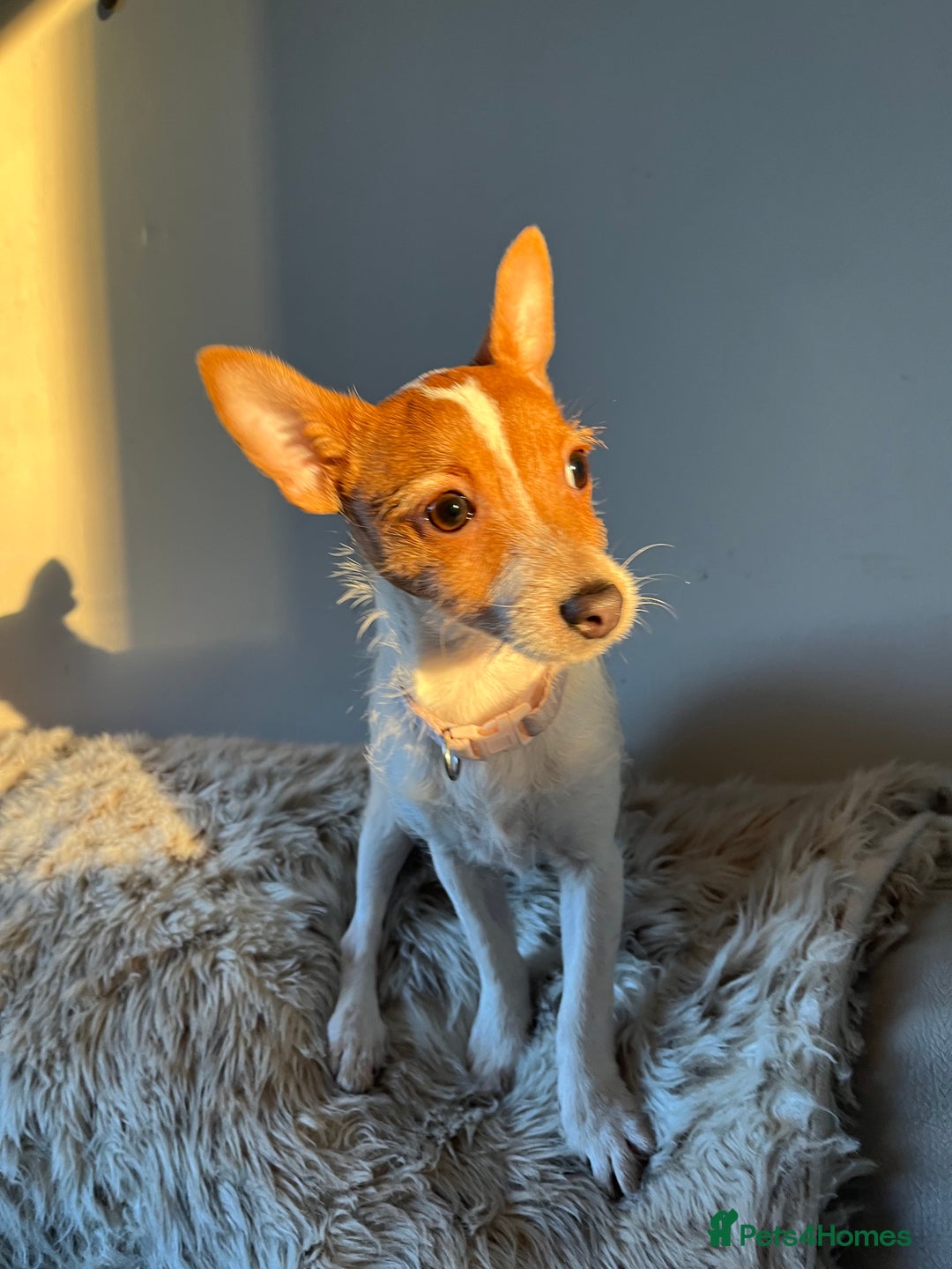 Mixed Breed dogs for sale: Jackawawa puppies - Image 1
